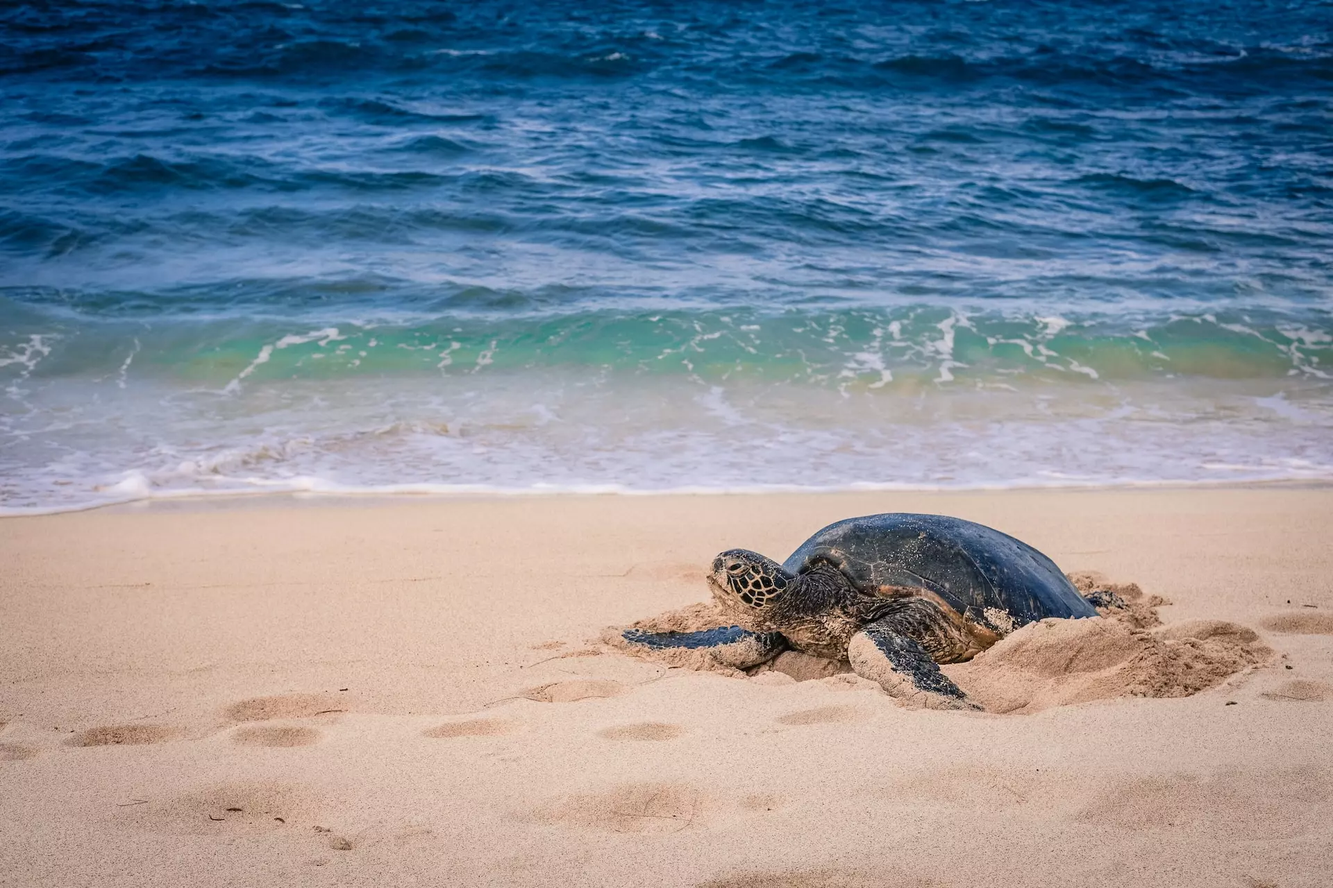 ウミガメには近づかない・触れない